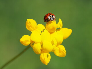 Asiatischer Marienkäfer