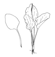 plantain plant and leaf, botanical sketch isolated black line elements for design template natural medicinal plants