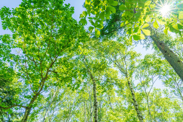 Fototapeta premium green leaves and sun