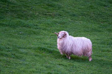 an adult male sheep with wool still unshorn, lone white ram in a green meadow, with abundant white wool and large rolled horns, copy space