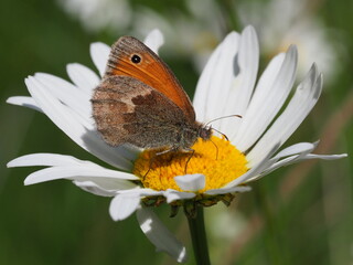 Kleines Wiesenvögelchen
