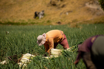 Trabajadores agrícolas cosechando en un campo rural de montaña / Agricultural workers harvesting...