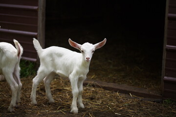 Obraz premium Baby goats playing in the barnyard on a small farm in Ontario, Canada.