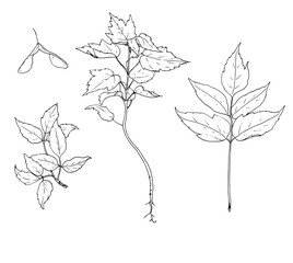 Acer negundo botanical sketch, isolated element leaf earring, twig and small tree sprout, isolating black outline on white for a natural design template