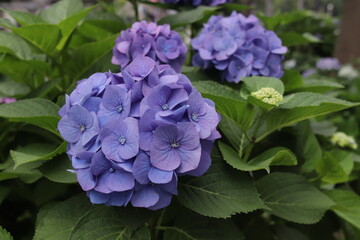 Fototapeta premium 花