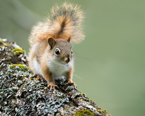Red Squirrel