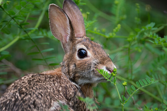 Appalachian Cottontail Rabbit