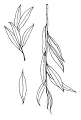 willow botanical sketch of leaf and twigs, isolated black outline on white for natural design template