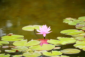 池に咲くスイレンの花