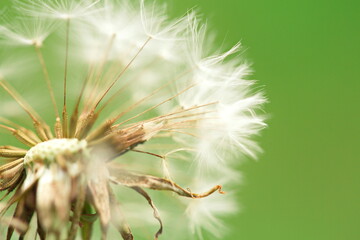 Macro image of a dandelion in a meadow. Nature and wildlife in Ontario, Canada. 