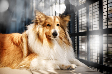 The dog lying on the terrace. Fluffy Sheltie Shetland sheepdog portrait.