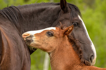 Wild horse with foal