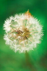 Macro image of a dandelion in a meadow. Nature and wildlife in Ontario, Canada. 