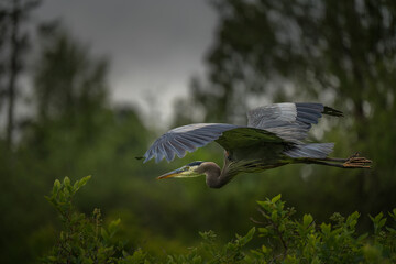 2022-06-15 A MATURE BLUE HERON IN FLIGHT OVER LARSEN LAKE IN BELLEVUE WASHINGTON WITH A BLURRY BACKGROUND
