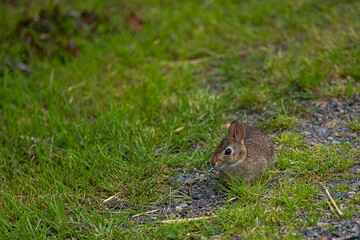 Naklejka na ściany i meble 2022-6-15 A WILD RABBIT SITTING ON THE SIDE OF A TRIAL EATING GRASS AT LARSEN LAKE IN BELLEVUE WASHINGTON