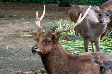 Male sambar deer with their pack