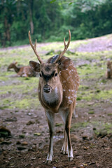 Young axis deer with big horn