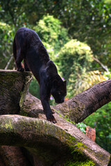 Black panther walking on the big tree trunk