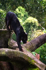 Gordijnen Black panther walking on the big tree trunk © DS light photography