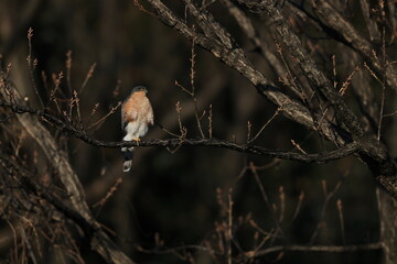 Eurasian sparrowhawk (Accipiter nisus nisosimilis) in Japan