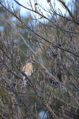 Eurasian sparrowhawk (Accipiter nisus nisosimilis) in Japan