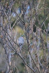 Eurasian sparrowhawk (Accipiter nisus nisosimilis) in Japan