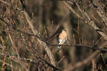 Eurasian sparrowhawk (Accipiter nisus nisosimilis) in Japan
