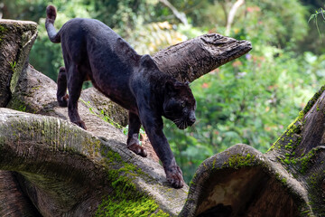 Fototapeta premium Black panther walking on the big tree trunk