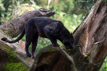 Black panther walking on the big tree trunk © DS light photography