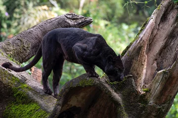 Foto op Plexiglas Black panther walking on the big tree trunk © DS light photography