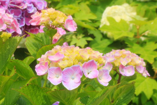 Nonsan Photos Images Assets Adobe Stock Nonsan Photos Images Assets Adobe Stock