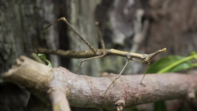 This video shows a large Peruvian Jumping Stick insect (Pseudoproscopia scabra) blending into it's environment on a branch.