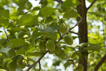 Plums hanging on branches on a farm.