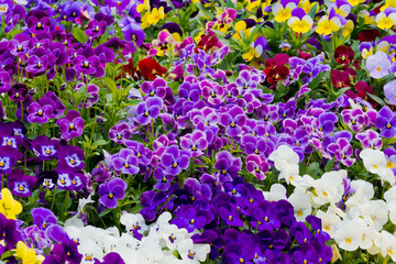 flower background, colorful background, fresh rose, backdrop wedding, bunch of flower
