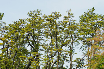 landscape, big tree in the forest
