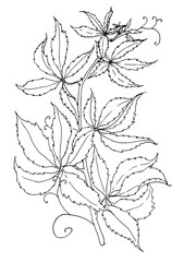 wild grape branch, botanical sketch of wild grape plants with leaves isolated black outline on white for natural design template