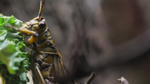 This close up video shows a large Lubber Grasshopper (Romalea microptera) feeding and chewing on leaves.