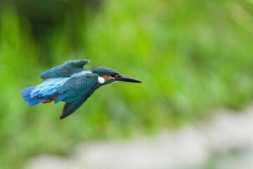 グリーンバックに飛ぶカワセミ幼鳥オス