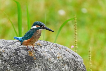 必死で餌を探すカワセミ幼鳥オス