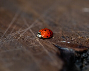 close-up macro of red ladybug on weathered wood floor