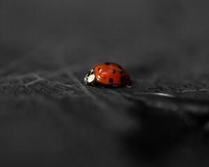 ladybug on weathered wood floor