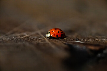 close-up macro of red ladybug on weathered wood floor