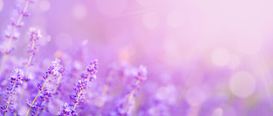 Fototapeta Purple abstract background, lavender field with bokeh circles. obraz