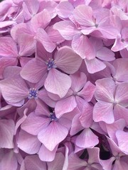 Colorful pastel summer Hydrangea blossoms in the street of Tokyo.  Pink, lilac, yellow, blue in hue gradation.  Year 2022 June 16th, Yanaka Ginza