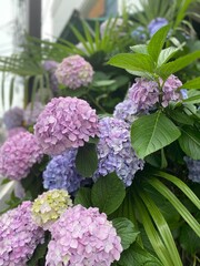 Fototapeta premium Colorful pastel summer Hydrangea blossoms in the street of Tokyo. Pink, lilac, yellow, blue in hue gradation. Year 2022 June 16th, Yanaka Ginza