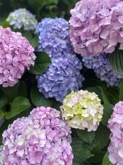 Colorful pastel summer Hydrangea blossoms in the street of Tokyo.  Pink, lilac, yellow, blue in hue gradation.  Year 2022 June 16th, Yanaka Ginza