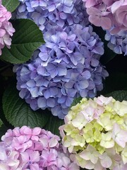 Colorful pastel summer Hydrangea blossoms in the street of Tokyo.  Pink, lilac, yellow, blue in hue gradation.  Year 2022 June 16th, Yanaka Ginza