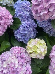 Colorful pastel summer Hydrangea blossoms in the street of Tokyo.  Pink, lilac, yellow, blue in hue gradation.  Year 2022 June 16th, Yanaka Ginza