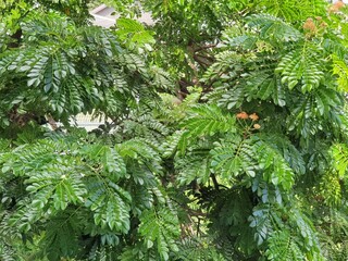 Tree canopy and branch