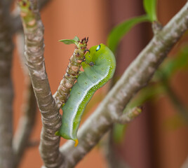 CloseUp Green Caterpillar on the Adenium tree ,Insect pests ,macro insects